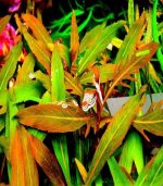 ⁦staurogyne sp. bihar ستورجين بيهار⁩ - الصورة ⁦5⁩