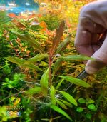 staurogyne sp. bihar ستورجين بيهار