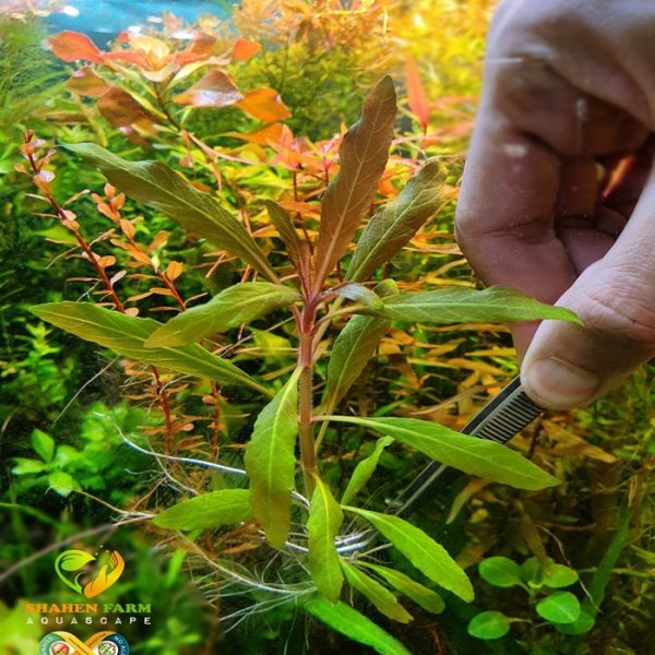staurogyne sp. bihar ستورجين بيهار