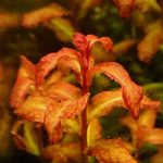 ludwigia Senegalese لودجيا سنغال