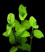 clinopodium cf brownei كلينوبوديوم براون