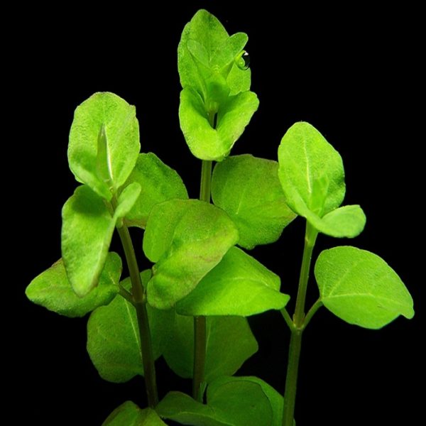 clinopodium cf brownei كلينوبوديوم براون