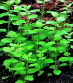 clinopodium cf brownei كلينوبوديوم براون - الصورة 4