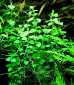 clinopodium cf brownei كلينوبوديوم براون - الصورة 5