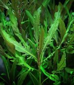 ⁦staurogyne sp. bihar ستورجين بيهار⁩ - الصورة ⁦3⁩