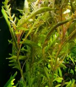 ⁦staurogyne sp. bihar ستورجين بيهار⁩ - الصورة ⁦4⁩