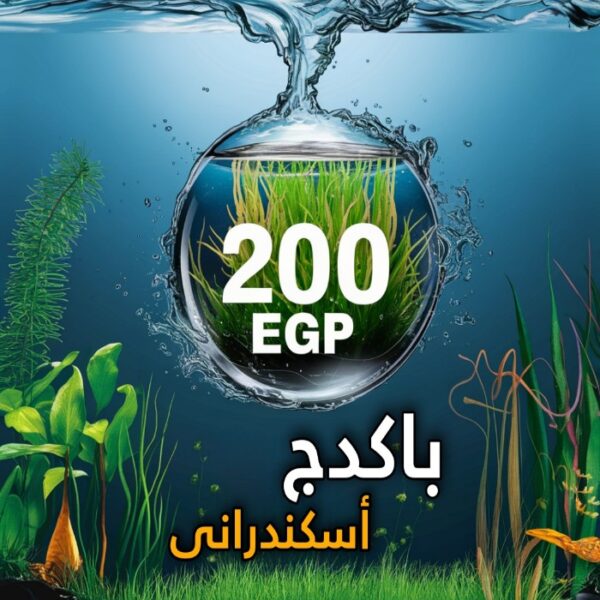 باكدج 200ج اسكندرانى
