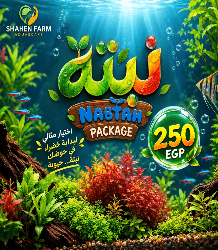 Picsart_26-09-11_06-44-07-744 باكدج نبتة 250 - الصورة 1