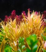 Ammannia pedicellata "Golden" امانيا جولد