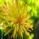 Ludwigia inclinata 'Cuba' انكلينتا كوبا