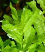 ludwigia inclinata green انكلينتا جرين