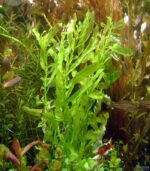 ⁦ludwigia inclinata green انكلينتا جرين⁩ - الصورة ⁦4⁩