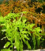 ⁦ludwigia inclinata green انكلينتا جرين⁩ - الصورة ⁦2⁩