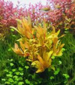 Ammannia pedicellata "Golden" امانيا جولد - الصورة 5