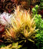 Ammannia pedicellata "Golden" امانيا جولد - الصورة 2