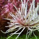 ludwigia inclinata white لودجيا انكلينتا وايت