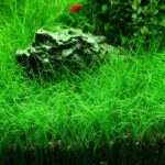 Eleocharis mini ( dwarf hairgrass ) دوارف هيرجراس
