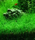 Eleocharis mini ( dwarf hairgrass ) دوارف هيرجراس