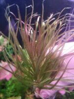 ⁦blyxa japonica بليكسا جابونيكا⁩ - الصورة ⁦2⁩