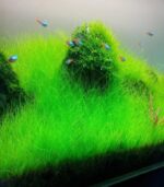 ⁦Eleocharis mini ( dwarf hairgrass ) دوارف هيرجراس⁩ - الصورة ⁦3⁩