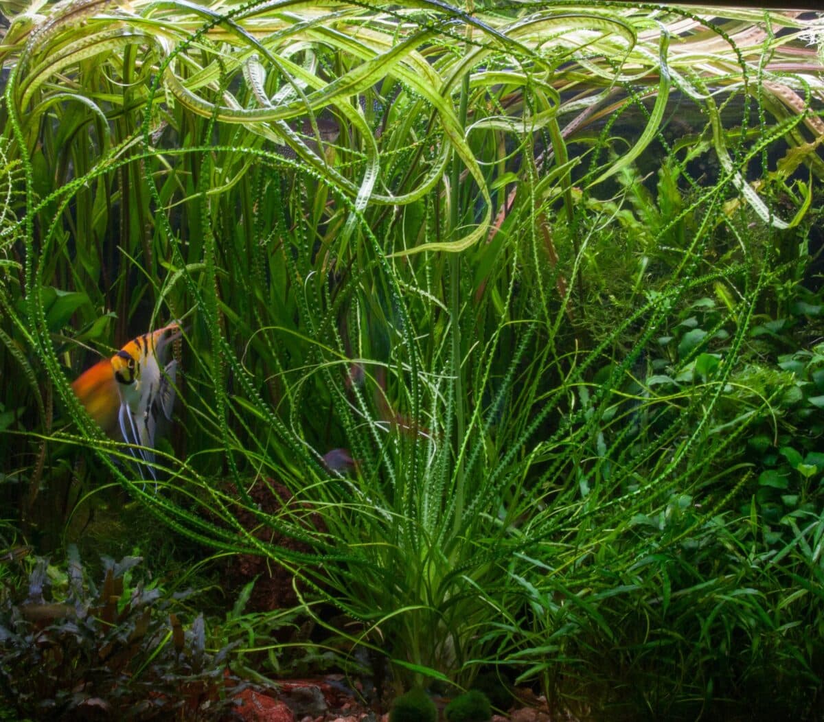 ⁦crinum calamistratum كرينيوم كلامسترينيوم⁩ - الصورة ⁦2⁩