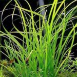 cyperus helferi سيبريس هيلفرى