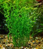 ⁦Helanthium bolivianum 'Vesuvius' فيسفوس⁩ - الصورة ⁦5⁩