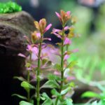 cuphea anagalloidea كوفيا انجلوديا