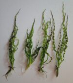 ⁦Helanthium bolivianum 'Vesuvius' فيسفوس⁩ - الصورة ⁦2⁩