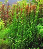 ⁦Helanthium bolivianum 'Vesuvius' فيسفوس⁩ - الصورة ⁦4⁩