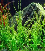 ⁦Helanthium bolivianum 'Vesuvius' فيسفوس⁩ - الصورة ⁦3⁩