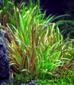 ⁦blyxa japonica بليكسا جابونيكا⁩ - الصورة ⁦6⁩