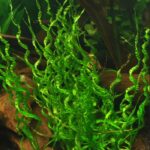 Helanthium bolivianum 'Vesuvius' فيسفوس
