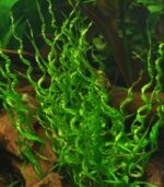 Helanthium bolivianum 'Vesuvius' فيسفوس