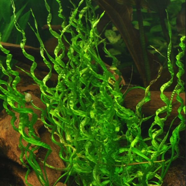 Helanthium bolivianum 'Vesuvius' فيسفوس