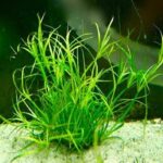 juncus repens propagation جونكوس ريبينس