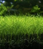 ⁦Eleocharis mini ( dwarf hairgrass ) دوارف هيرجراس⁩ - الصورة ⁦4⁩