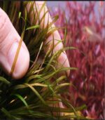 ⁦blyxa japonica بليكسا جابونيكا⁩ - الصورة ⁦8⁩