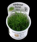 ⁦Eleocharis mini ( dwarf hairgrass ) دوارف هيرجراس⁩ - الصورة ⁦5⁩