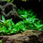 staurogyne repens ستورجين ريبنس