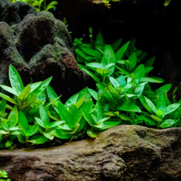 staurogyne repens ستورجين ريبنس