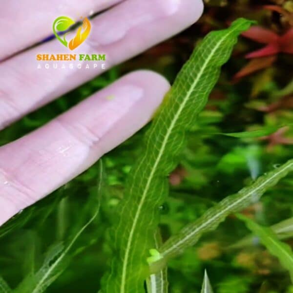 Potamogeton wrightii بوتاموجيتون ورايتى