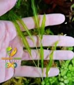 Potamogeton wrightii بوتاموجيتون ورايتى - الصورة 3