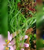 Potamogeton wrightii بوتاموجيتون ورايتى - الصورة 2