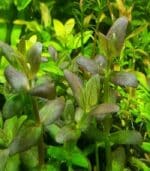 ⁦Bacopa salzmannii 'Purple'  باكوبا سالزمانى⁩ - الصورة ⁦3⁩