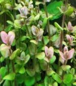 ⁦Bacopa salzmannii 'Purple'  باكوبا سالزمانى⁩ - الصورة ⁦2⁩