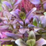 Bacopa salzmannii 'Purple'  باكوبا سالزمانى