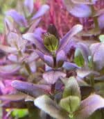 Bacopa salzmannii 'Purple'  باكوبا سالزمانى