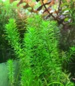 myriophyllum guyana ميروفليوم جيانا
