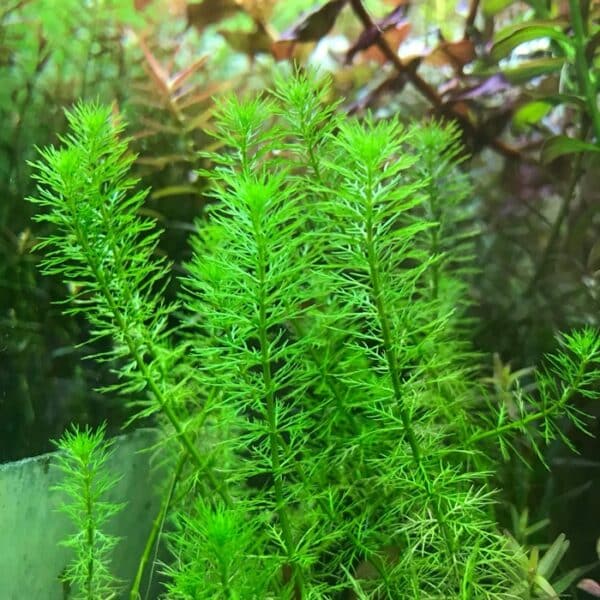 myriophyllum guyana ميروفليوم جيانا